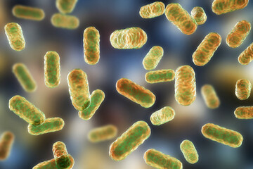 Enterobacter bacteria, gram-negative rod-shaped bacteria, part of normal microbiome of intestine
