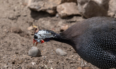 Side view of guinea fowl or Persian chicken shot with selective focus.