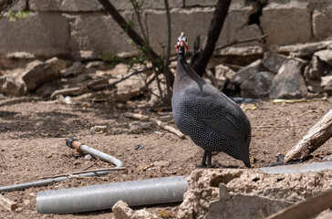 Front view of guinea fowl or Persian chicken shot with selective focus.