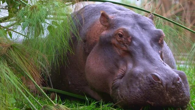 Hippopotamus - Hippopotamus amphibius or hippo large, mostly herbivorous, semiaquatic mammal native to sub-Saharan Africa, in the water with hamerkop and white heron.