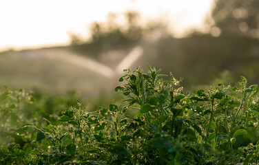 Selective focus shot of leaves and plants eaten by pests.