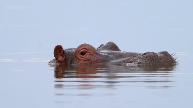 Hippopotamus - Hippopotamus amphibius or hippo large, mostly herbivorous, semiaquatic mammal native to sub-Saharan Africa, swimming and feeding in the water in the middle of the lake.