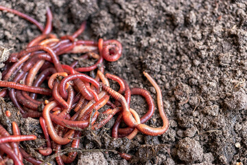 Breeding red worms Dendrobena. Fertile soil. Natural soil improvement. Fishing worms.
