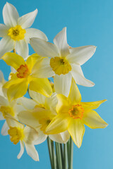 Obraz na płótnie Canvas White and yellow daffodils on a blue background. Flower with orange center. Spring flowers. A simple daffodil bud. Narcissus bouquet. Floral concept.
