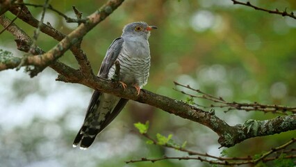 African Cuckoo - Cuculus gularis species of cuckoo in the family Cuculidae, found in Sub-Saharan Africa where it migrates within the continent, grey birdperching on the branch in the tree.