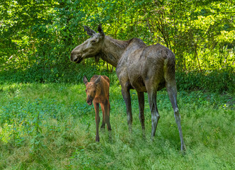 Elk cow with child in the forest. Karlsruhe, Germany, Europe