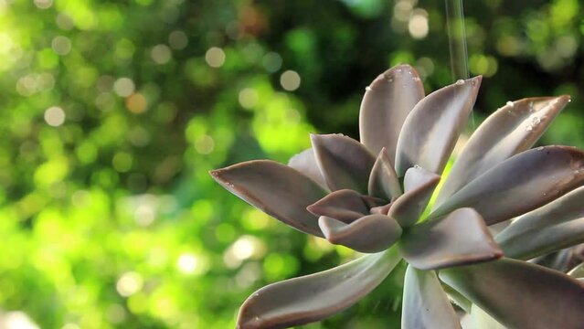 Natral flowers in green gardens