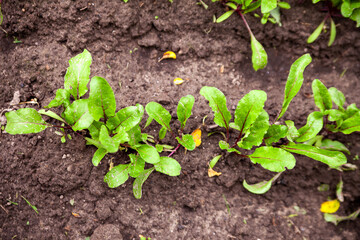 Young beetroot on the bed. Sugar beet in the garden.