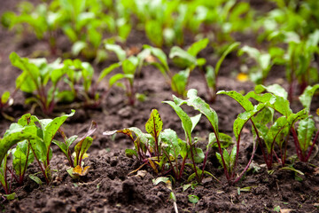 Young beetroot on the bed. Sugar beet in the garden.