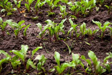 Beet seedlings on a bed in the garden.Ground beet shoots red purple stems.