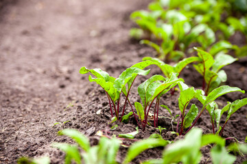 Beet seedlings on a bed in the garden.Ground beet shoots red purple stems.