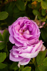 Blooming pink rosehip flowers in   garden