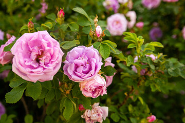 Blooming pink rosehip flowers in   garden