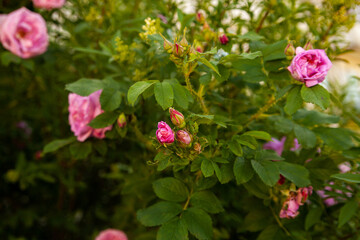Blooming pink rosehip flowers in   garden