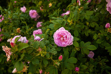 Blooming pink rosehip flowers in   garden