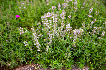 Thyme Thymus vulgaris plant growing in the herb garden