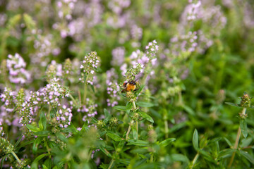 Flowering common thyme (Thymus vulgaris)