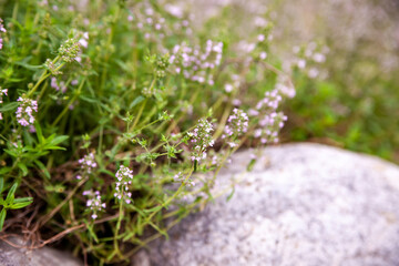 Flowering common thyme (Thymus vulgaris)