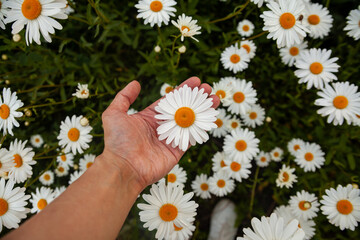 Daisy flower garden full bloom plant. Whole field of white marguerite daisy on sunshine