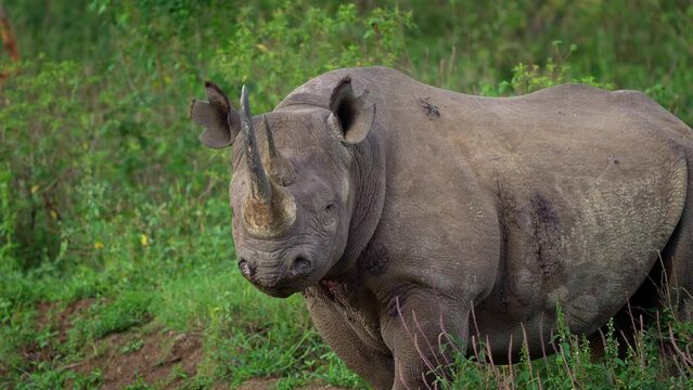 Black Rhinoceros or Hook-lipped Rhinoceros - Diceros bicornis, native to eastern and southern Africa, walking on the green grass with bushes and the road, side view and face to face view, portrait.