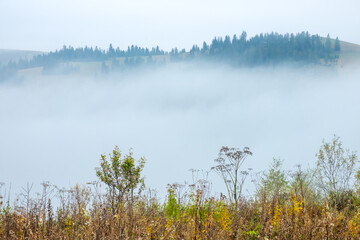 Thick Fog in a Summer Valley
