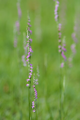 螺旋状の花ネジバナ