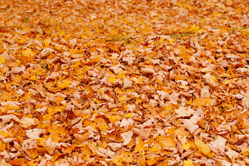 Decoration of the earth from autumn leaves
