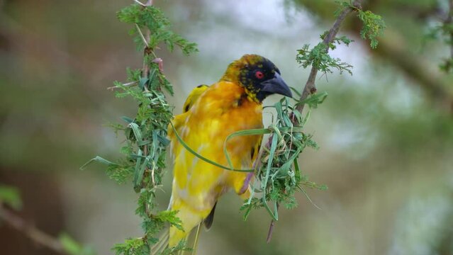 Village Weaver - Ploceus cucullatus also Spotted-backed or Black-headed weaver, yellow bird in Ploceidae found in Africa, producing, weaving and making the nest from the grass and reed. 