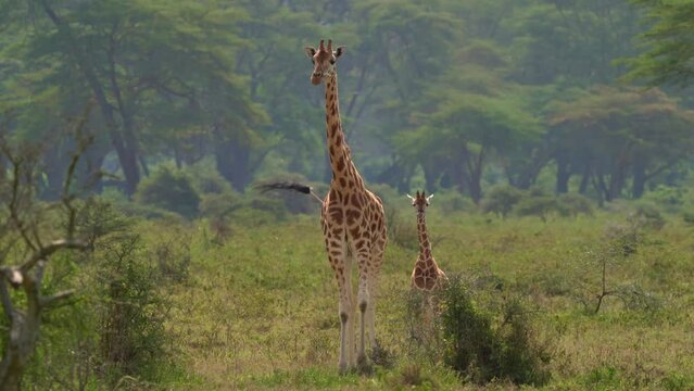 Nubian giraffe - Giraffa camelopardalis camelopardalis, found in Ethiopia, Kenya, Uganda, Sudan, also Baringo or Rothschild or Ugandan or South Lado Giraffe. Mother with small sucking young calf.