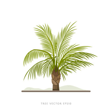 Palm tree vector illustration isolated on white background