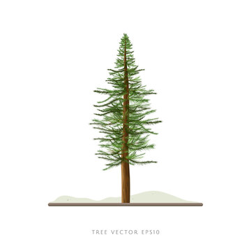 Pine tree vector illustration isolated on white background