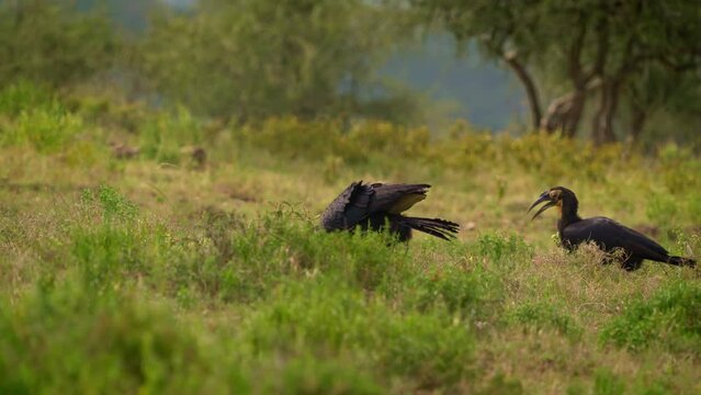 Southern Ground-Hornbill - Bucorvus leadbeateri next to the elephant carrion, formerly Bucorvus cafer, largest hornbill worldwide, found in the southern regions of Africa and walking on green savanna.