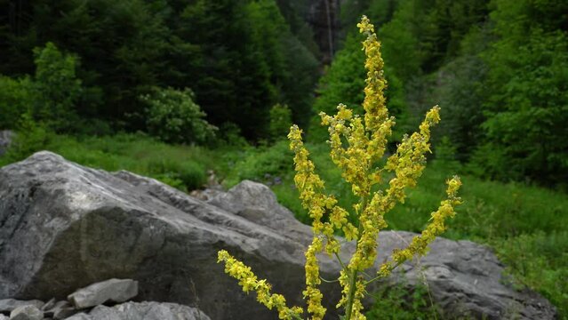 Great Mullein in natural ambient (Verbascum thapsus) - (4K)