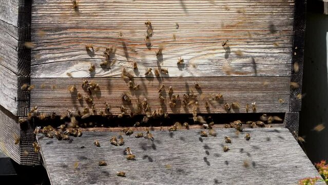 Bienen schw&auml;rmen am Eingang eines Bienenstocks