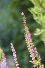 Purple wild flowers closeup on multicolor blurred background