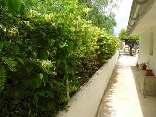 Honeysuckle Plant Growing Through Fence