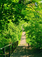 Path in the forest, walking through green leaves