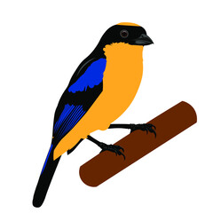  Blue-winged Mountain-tanager on a branch