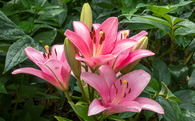 Fototapeta premium Lilie (Lilium)