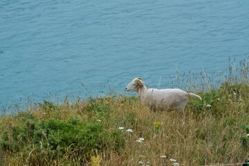 Bouc en bord de mer