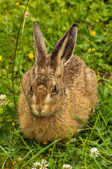 European hare close up portrait. Young hare leveret.