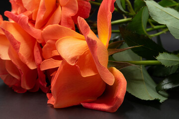 Orange roses photographed against a dark background