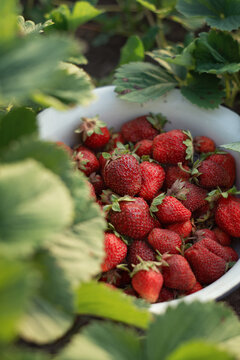 Photo of homemade ripe strawberries in the garden.