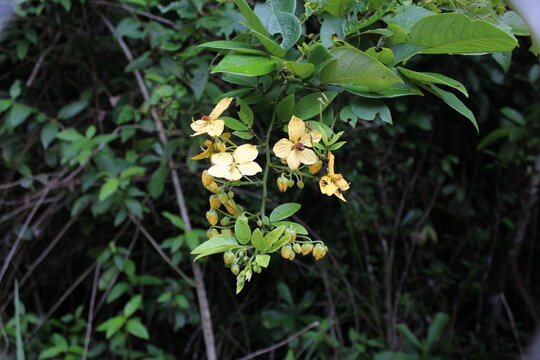 branch with the pale yellow five petal flowers of The Christmas Tree (Senna hayesiana) growing in the jungle of Central America