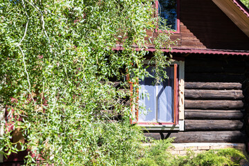 Fototapeta na wymiar facade of wooden log house with window behind green foliage of tree on sunny summer day