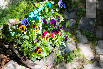 decorative flower bed with pansies in wooden tub on path near country house