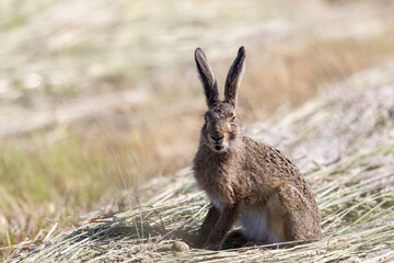 Ein wachsamer Feldhase sitzt im frischen Heu.
