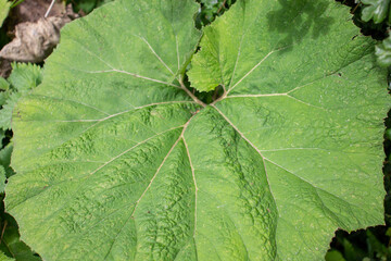 close up of a single leaf of Wild rhubarb or butterbur (Petasites vulgaris) on a natural green hedge background