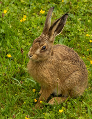 Young hare, leveret in the grass.