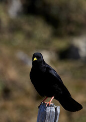 wildlife photo of a Yellow-billed Chough - Pyrrhocorax graculus